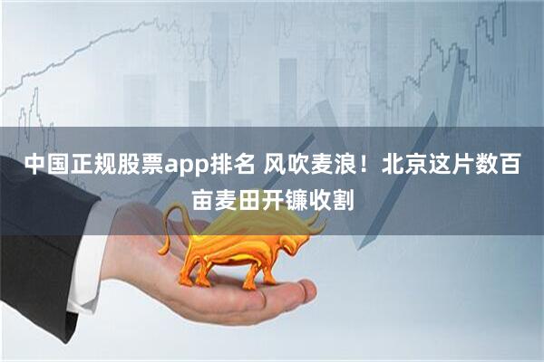 中国正规股票app排名 风吹麦浪！北京这片数百亩麦田开镰收割
